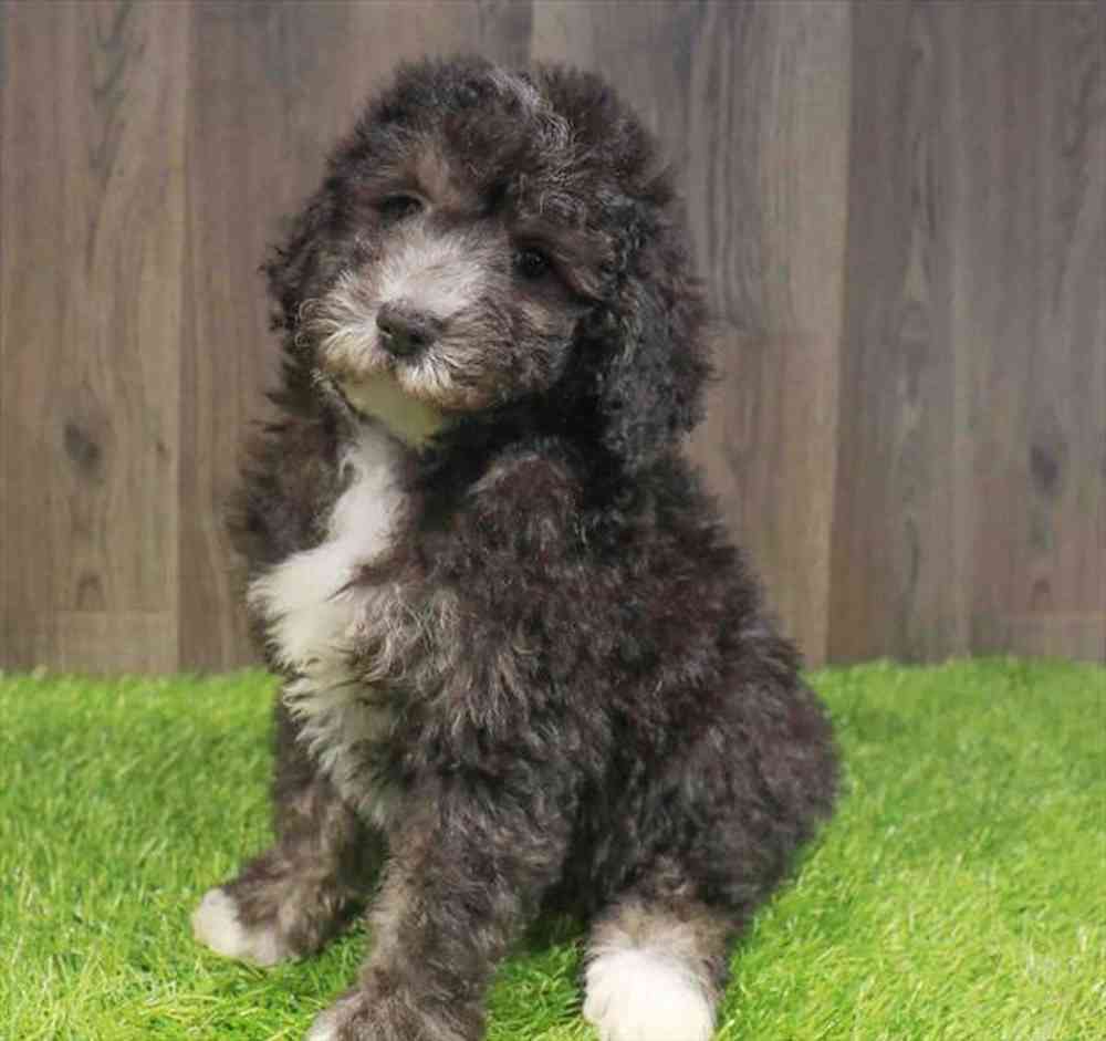 Mini Sheepadoodle 2nd Gen image