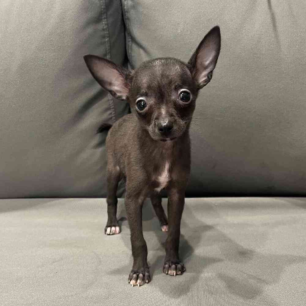 Female Chihuahua Puppy for Sale in Charlotte, NC
