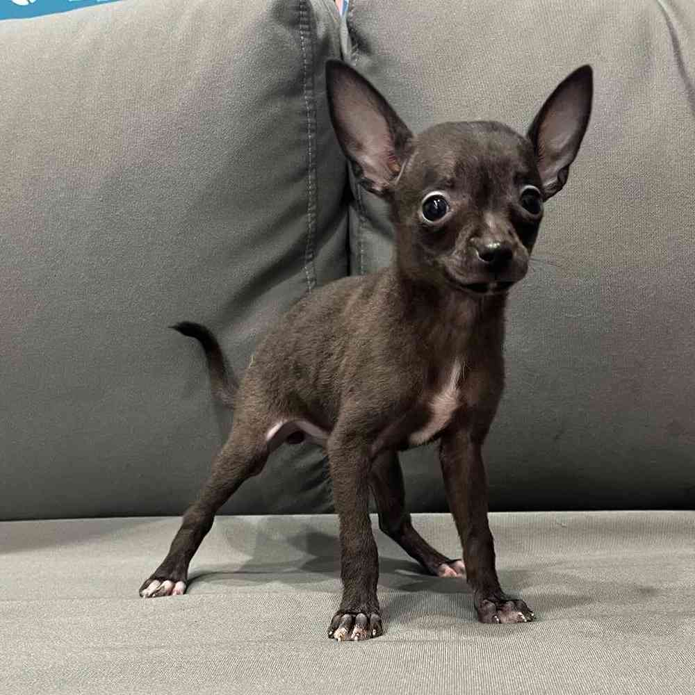 Female Chihuahua Puppy for Sale in Charlotte, NC