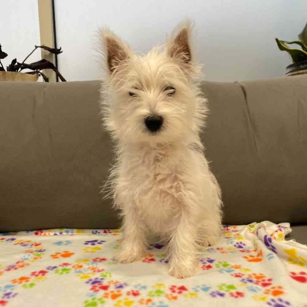 Female West Highland White Terrier Puppy for Sale in Charlotte, NC