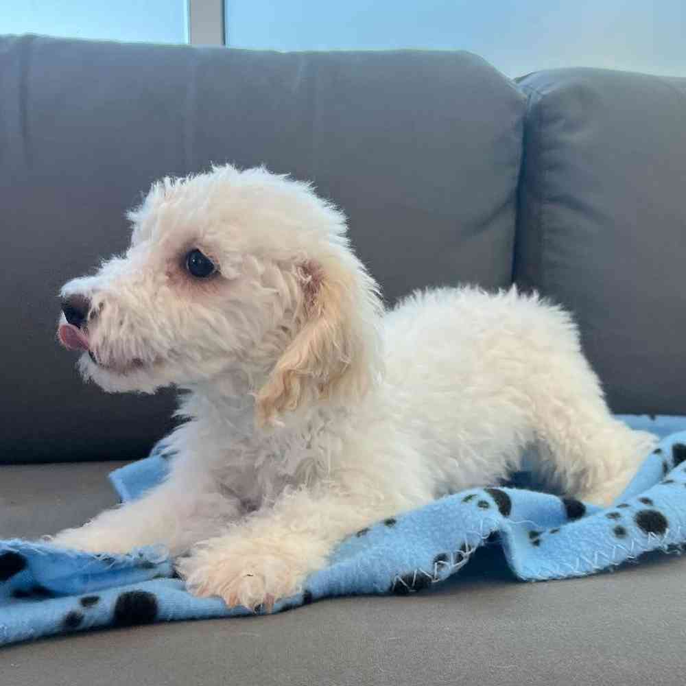 Female Poodle Puppy for Sale in Charlotte, NC