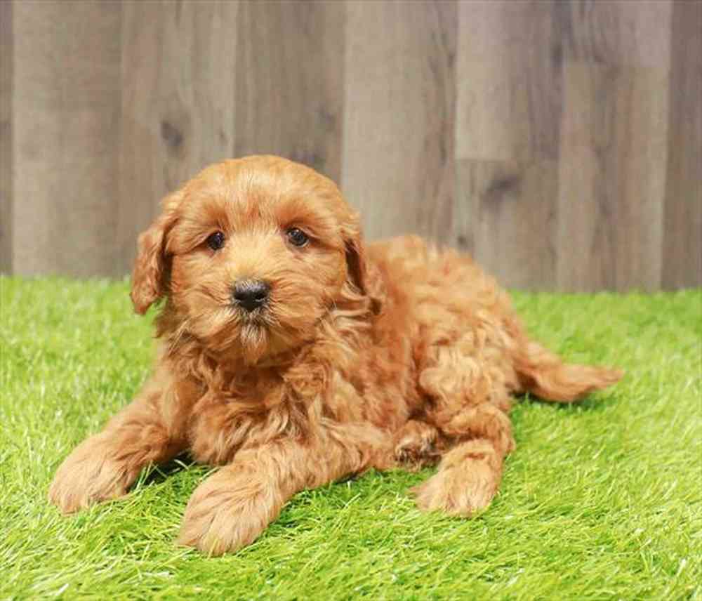 Mini Goldendoodle 2nd Gen image