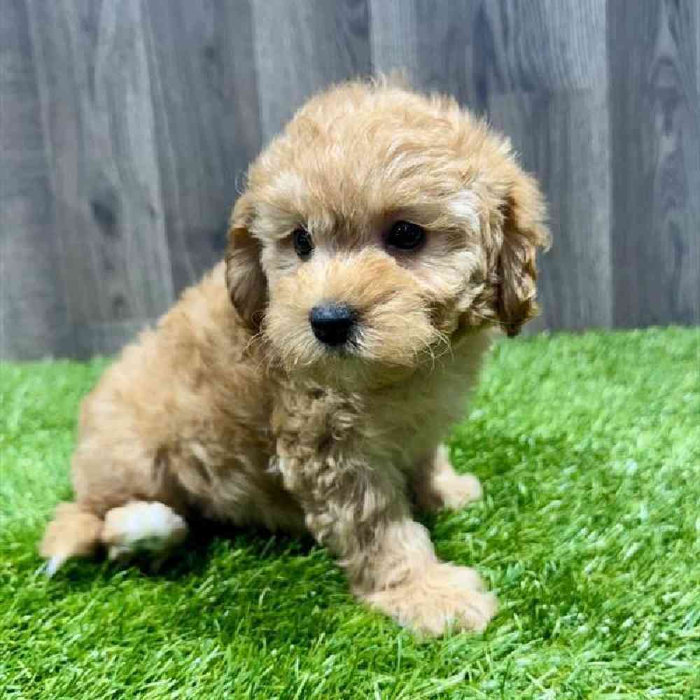 Female Cavapoo Puppy for Sale in Charlotte, NC