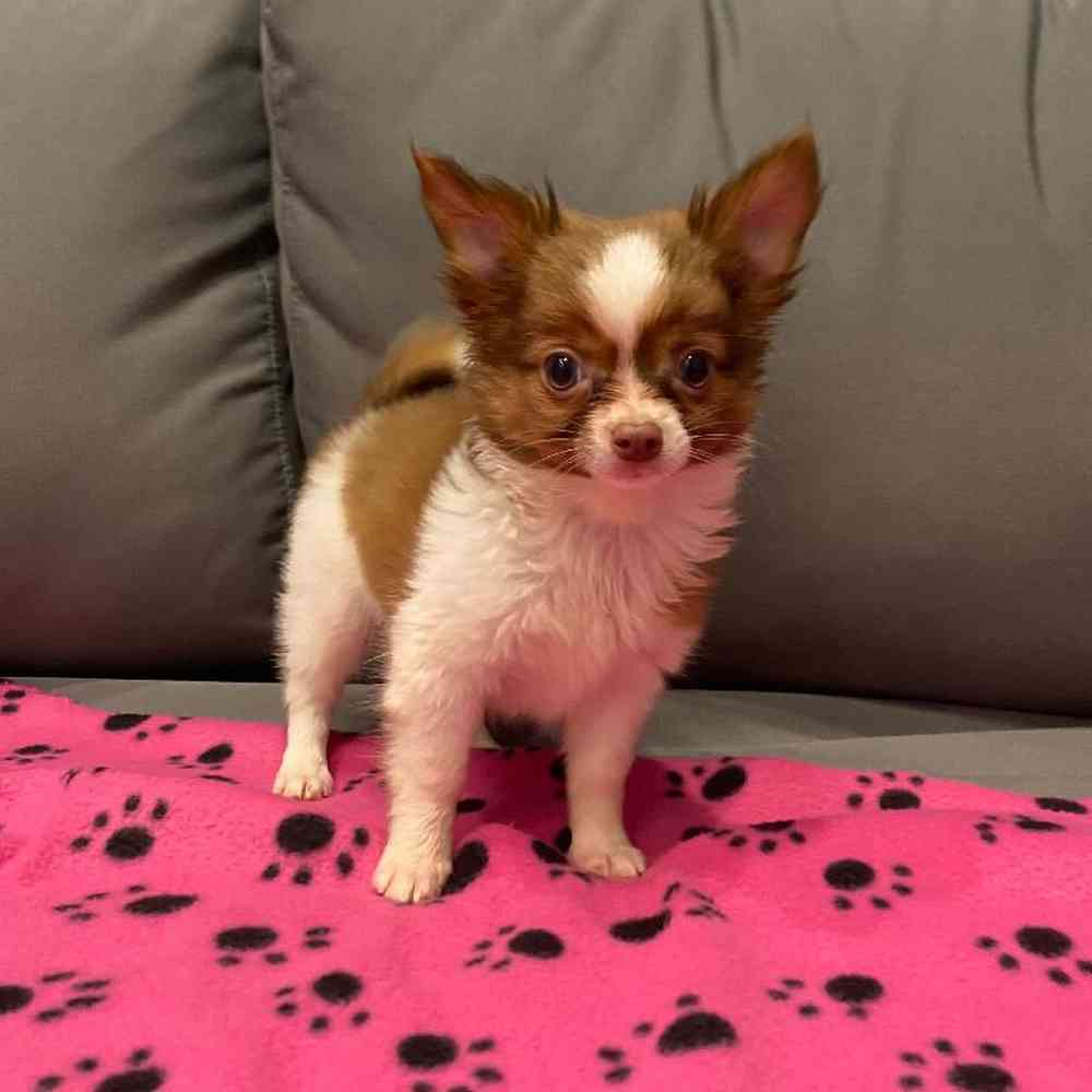 Male Chihuahua Puppy for Sale in Charlotte, NC