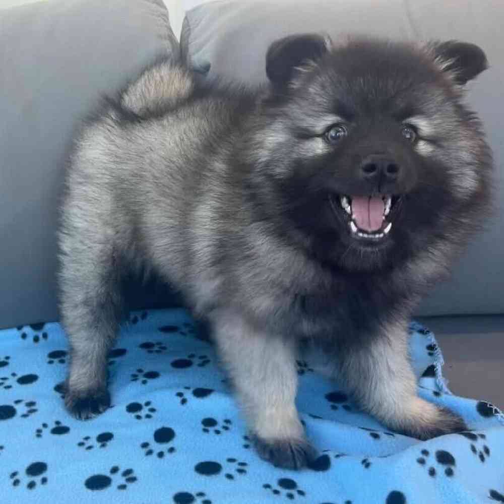 Female Keeshond Puppy for Sale in Charlotte, NC
