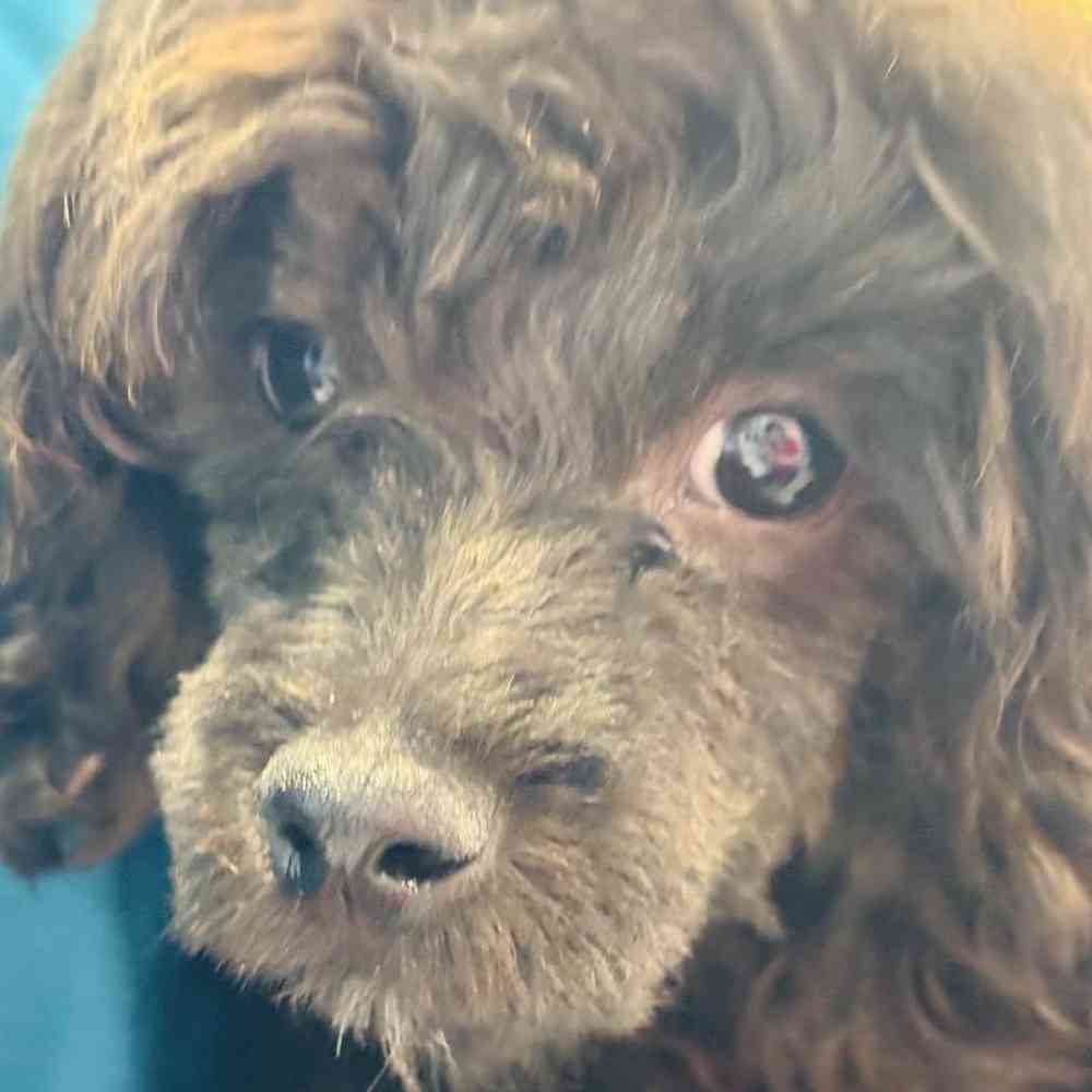 Male Shipoo Puppy for Sale in Greensboro, NC
