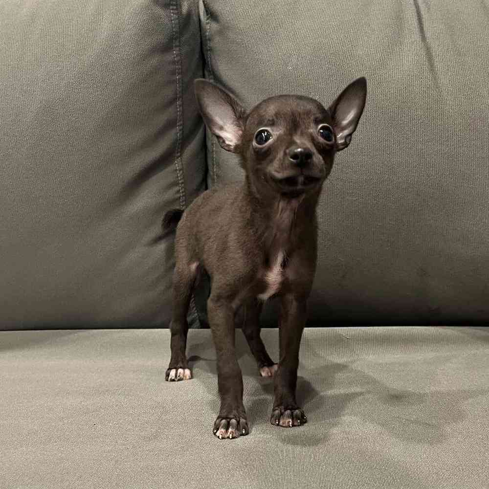 Female Chihuahua Puppy for Sale in Charlotte, NC