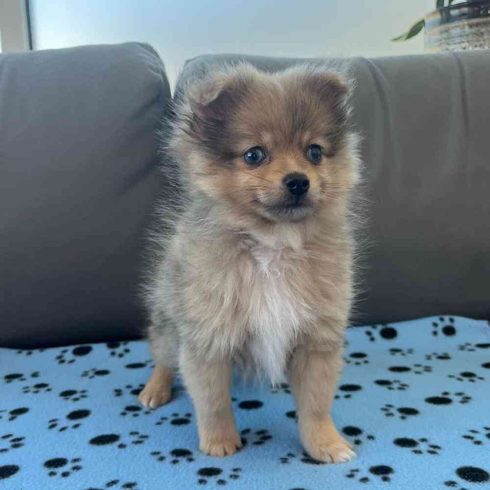 Male Pomeranian Puppy for Sale in Charlotte, NC