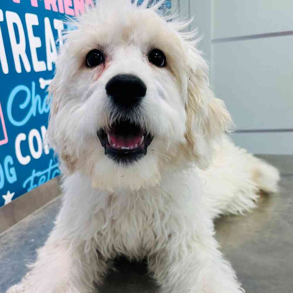 Female Mini Goldendoodle 2nd Gen Puppy for Sale in Greensboro, NC
