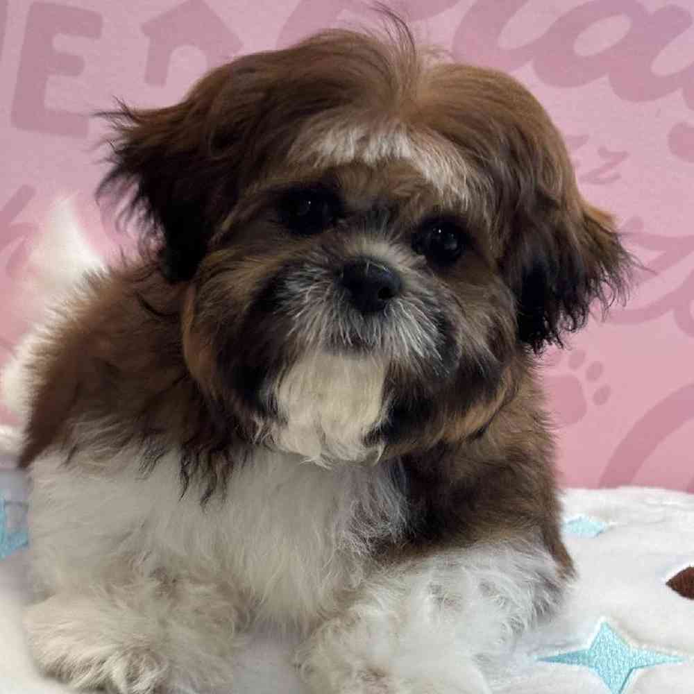 Male Shih Tzu Puppy for Sale in Greensboro, NC