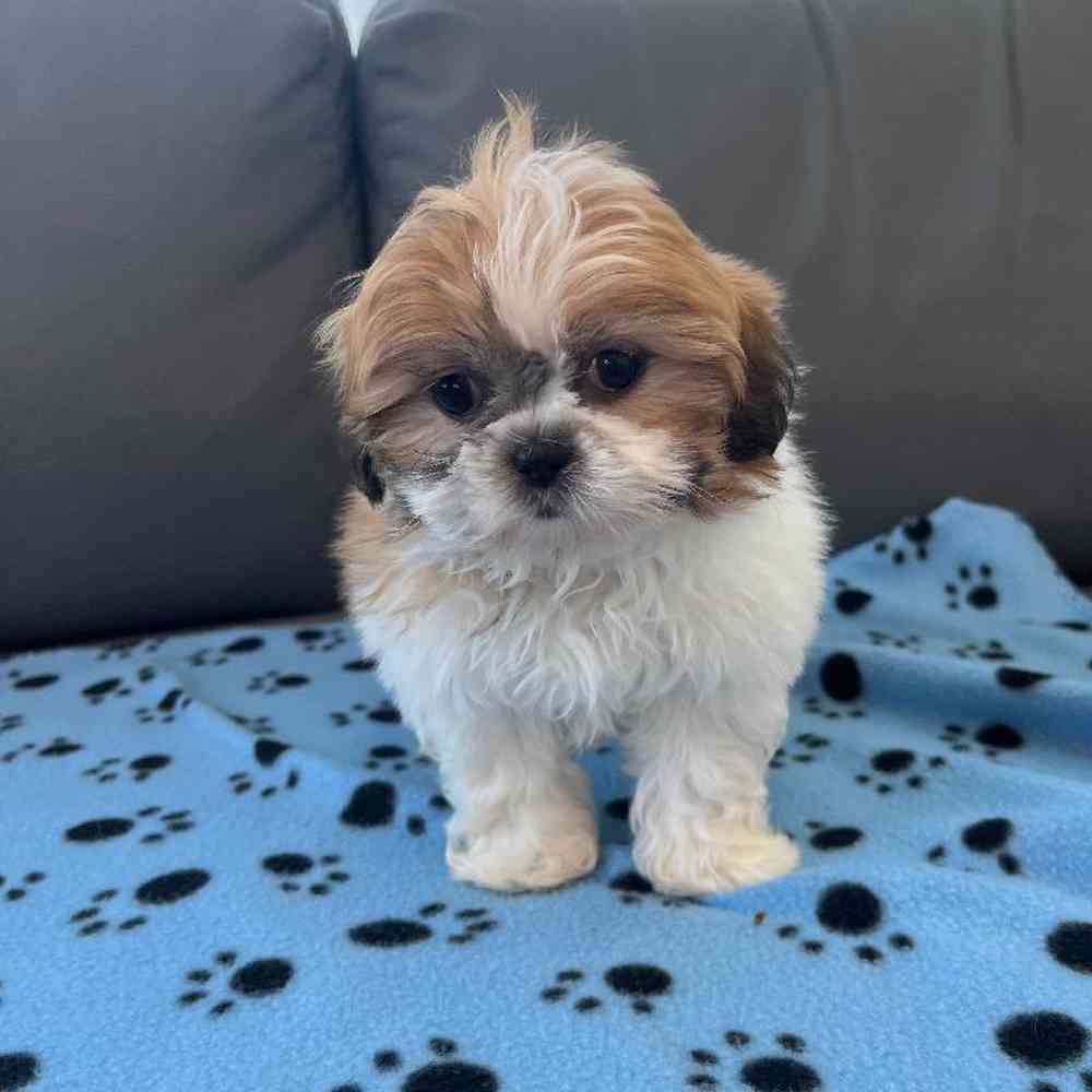 Female Shih Tzu Puppy for Sale in Greensboro, NC