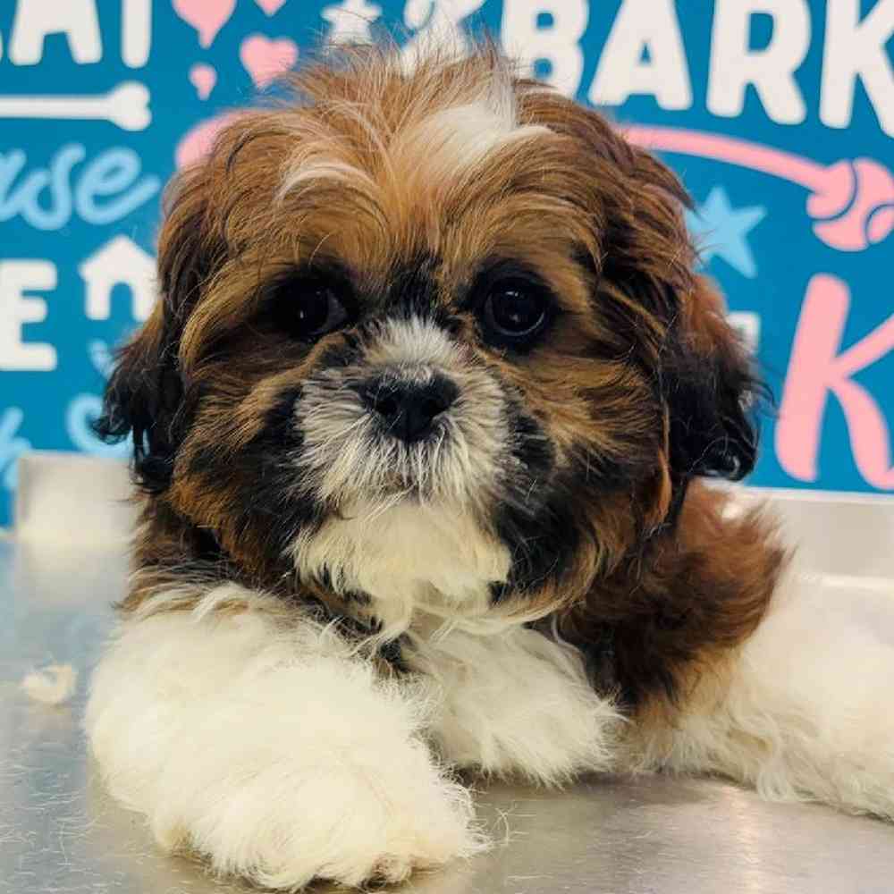 Male Shih Tzu Puppy for Sale in Greensboro, NC