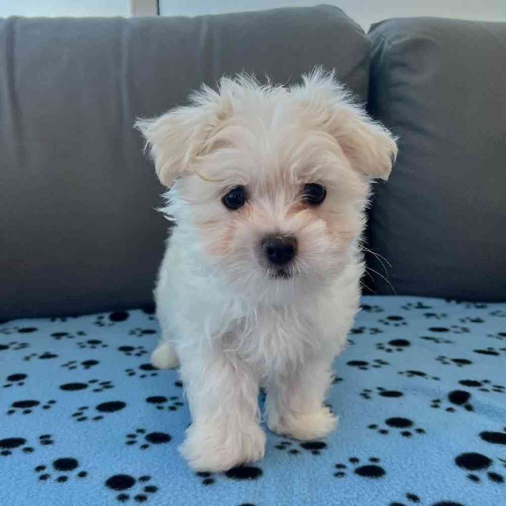 Male Maltese Puppy for Sale in Charlotte, NC