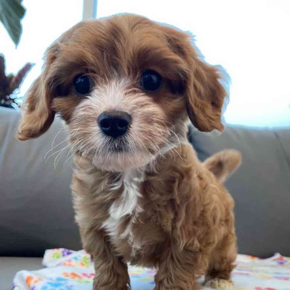 Male Cavapoo Puppy for Sale in Charlotte, NC