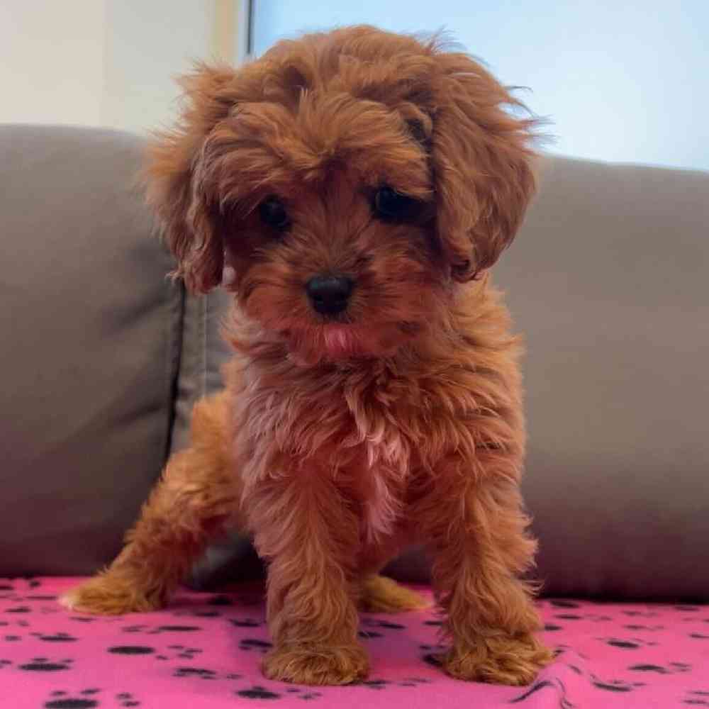 Female Cavapoo Puppy for Sale in Charlotte, NC