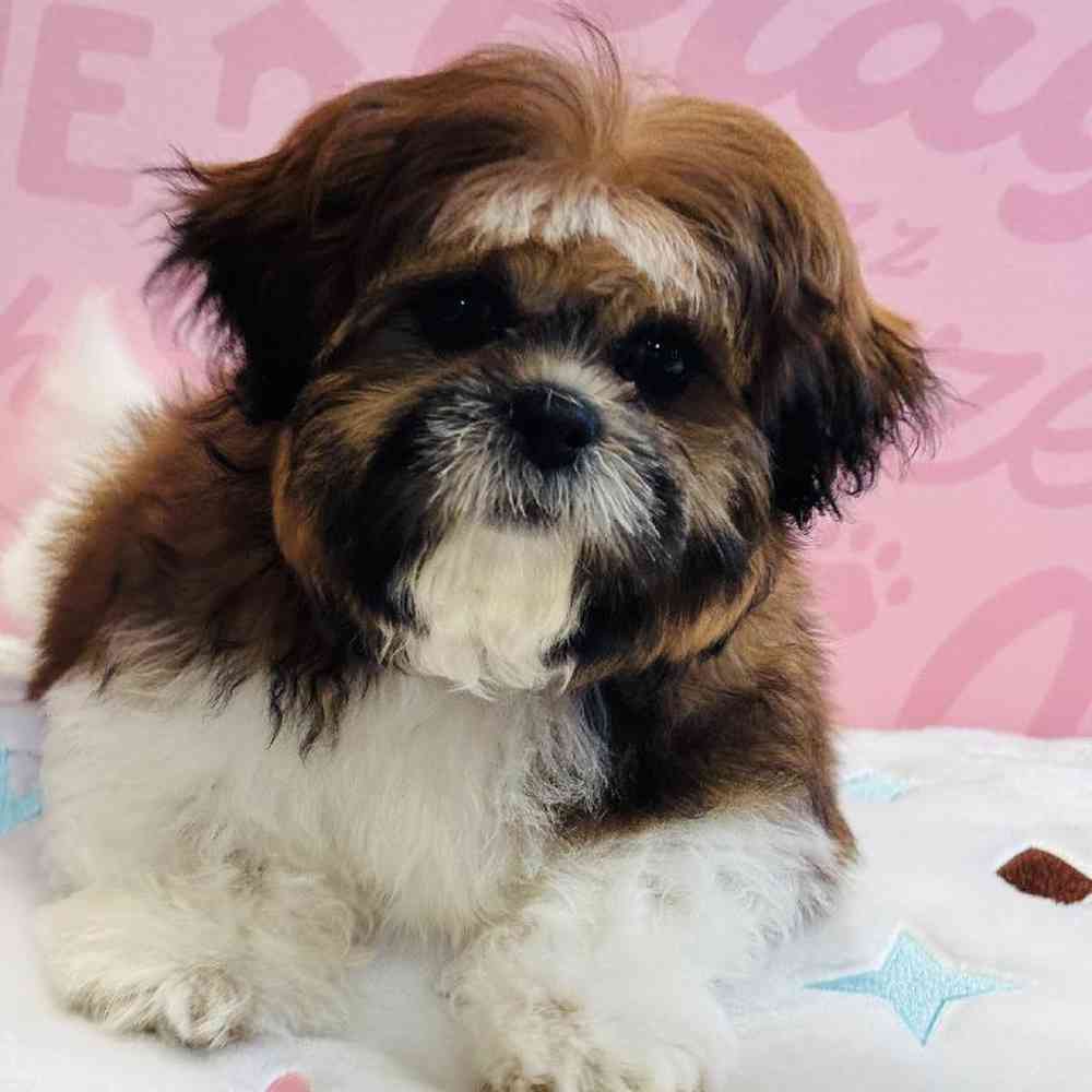 Male Shih Tzu Puppy for Sale in Greensboro, NC
