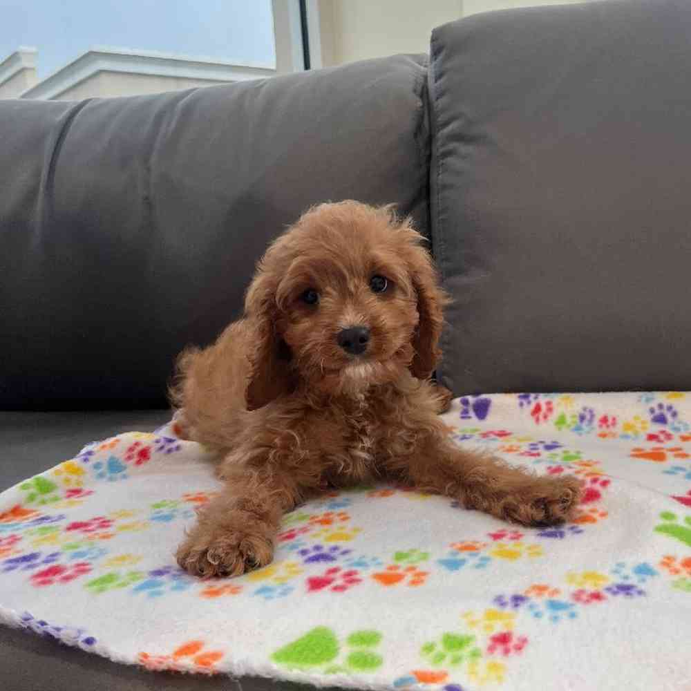 Male Cavapoo Puppy for Sale in Charlotte, NC