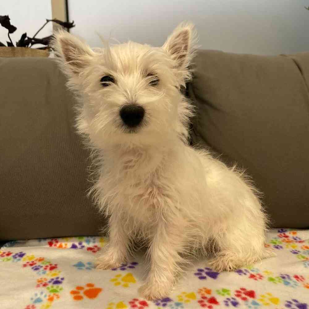 Female West Highland White Terrier Puppy for Sale in Charlotte, NC
