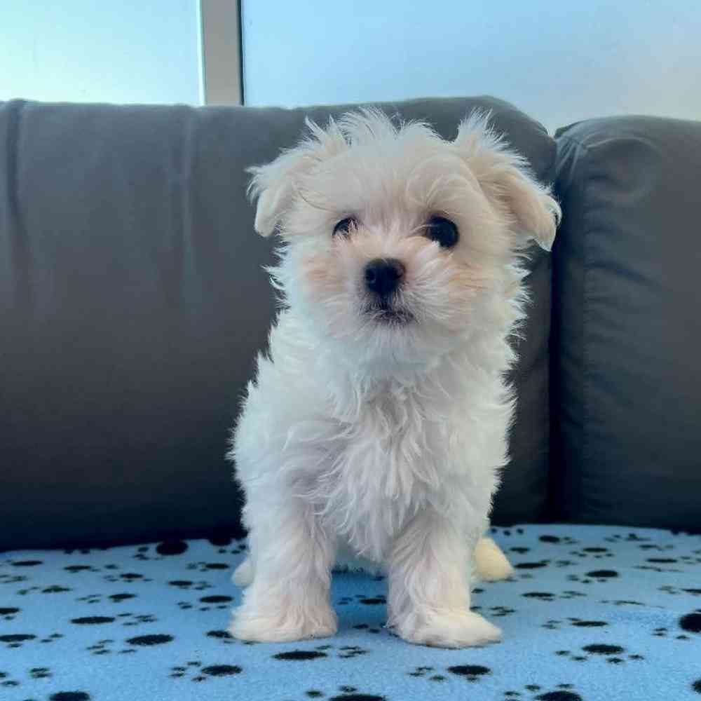 Male Maltese Puppy for Sale in Charlotte, NC