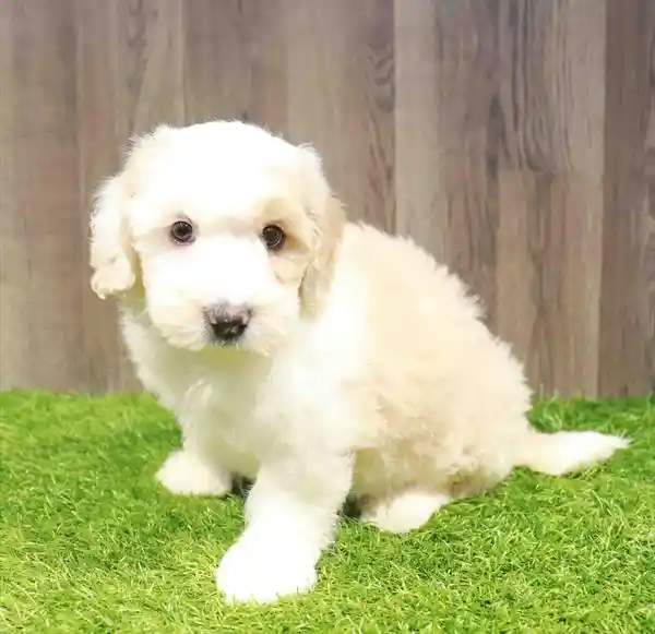 Mini Sheepadoodle 2nd Gen image