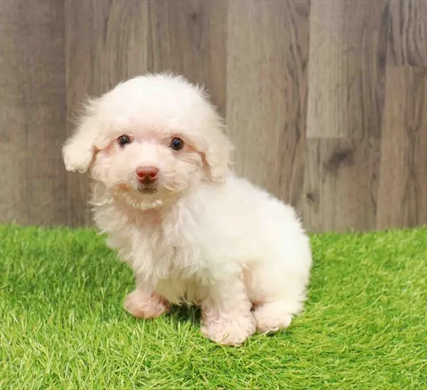 Poodle Toy image