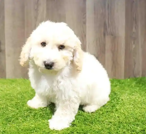 Bichapoo image