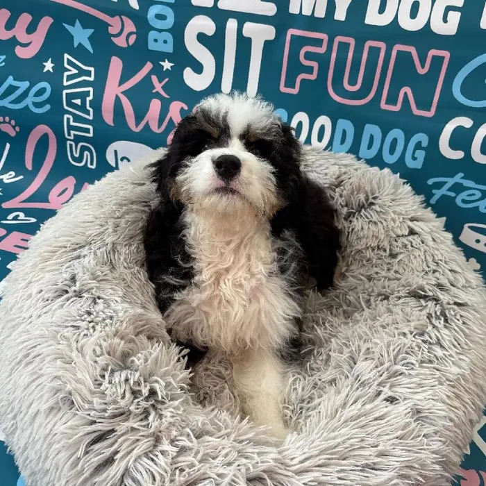 Male Mini Bernedoodle 2nd Gen Puppy for Sale in Charlotte, NC
