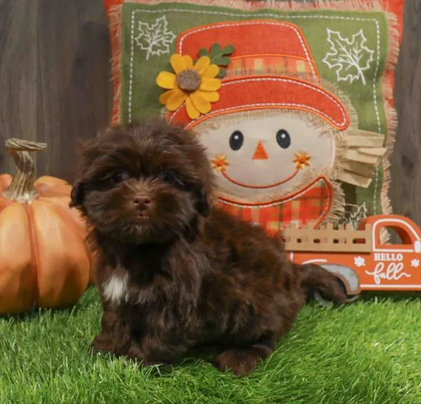 Havanese-Shih Tzu image