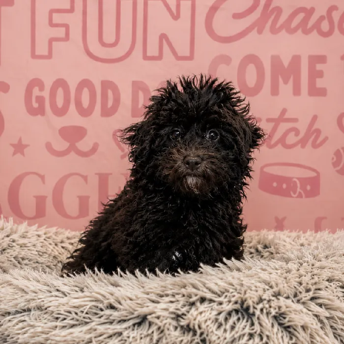 Male Havapoo Puppy for Sale in Greensboro, NC