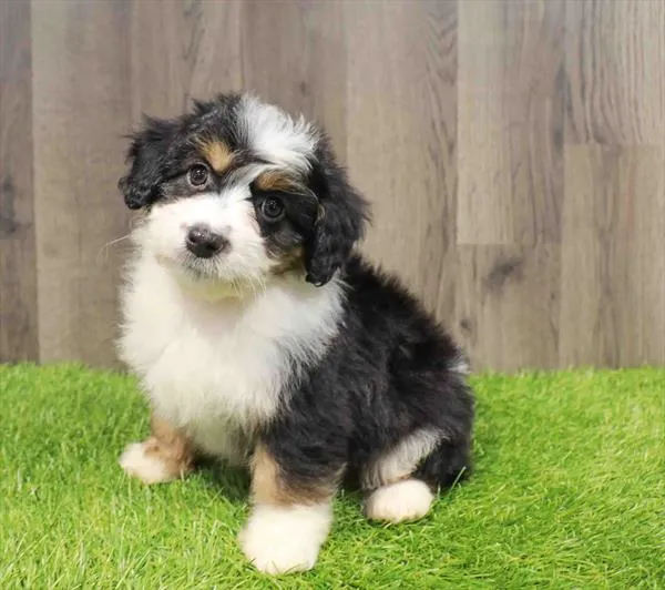 Mini Aussiedoodle image