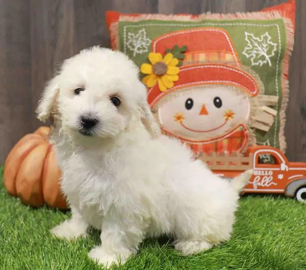 Bichapoo image