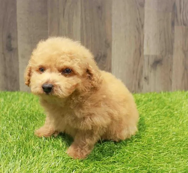 Poodle Toy image