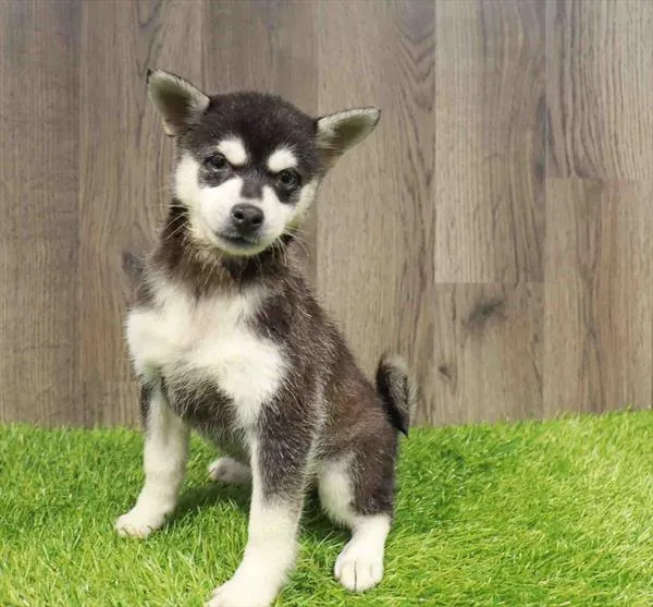 Alaskan Klee Kai image