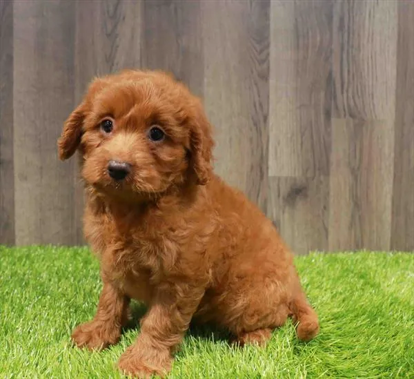 Mini Goldendoodle 2nd Gen image