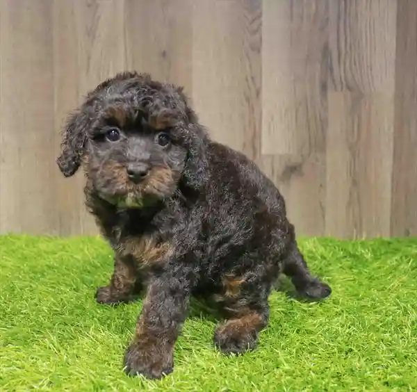 Mini Bernedoodle 2nd Gen image