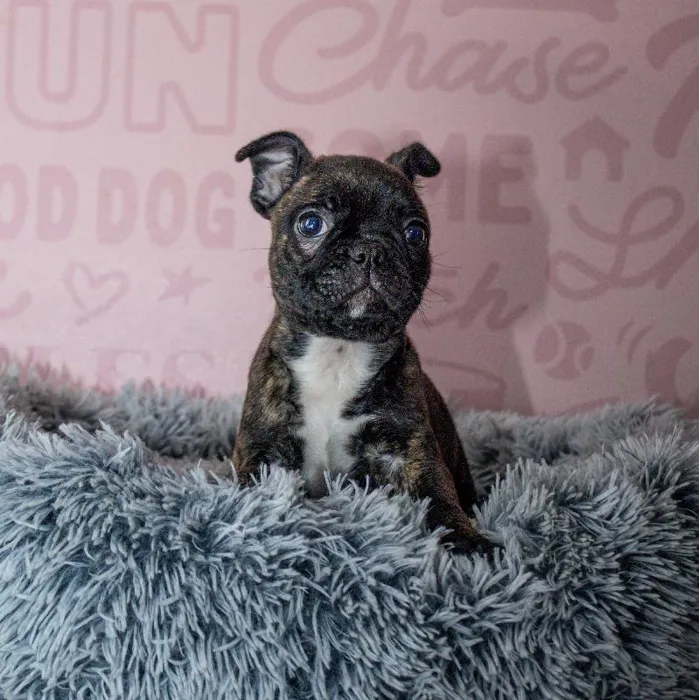 Female Frenchton Puppy for Sale in Greensboro, NC