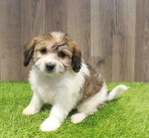 Papichon image