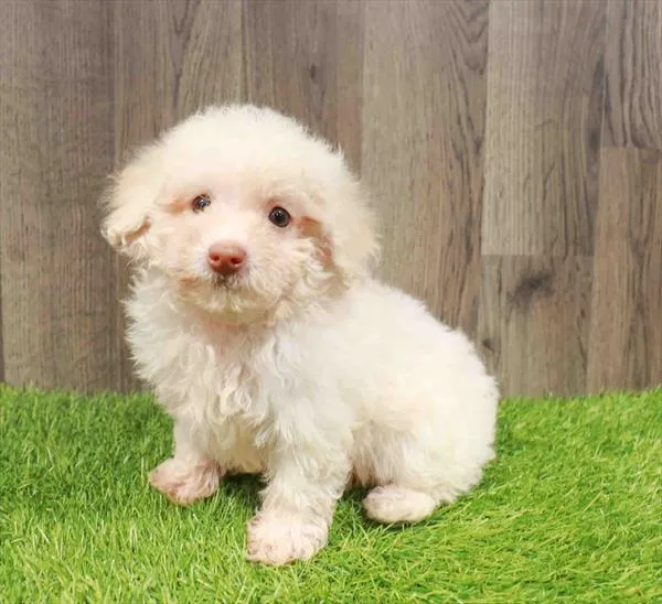 Poodle Toy image