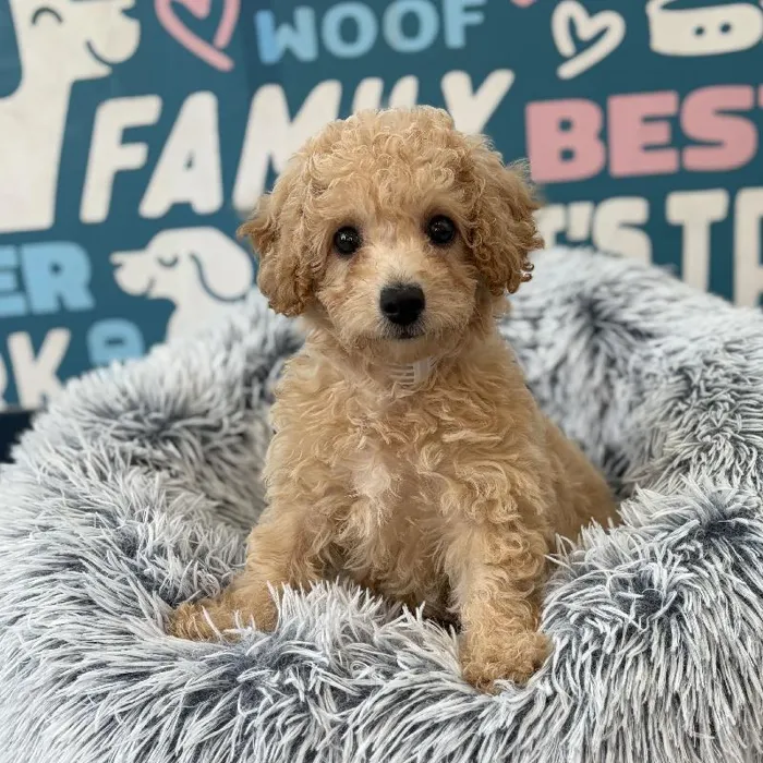 Male Bichapoo Puppy for Sale in Charlotte, NC