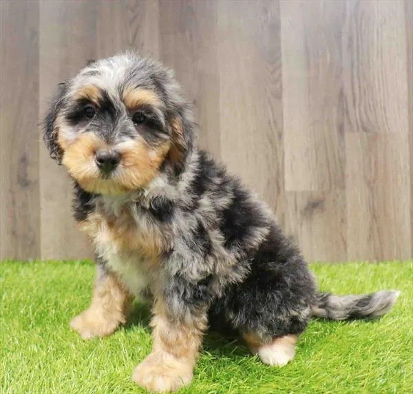 Mini Bernedoodle 2nd Gen image