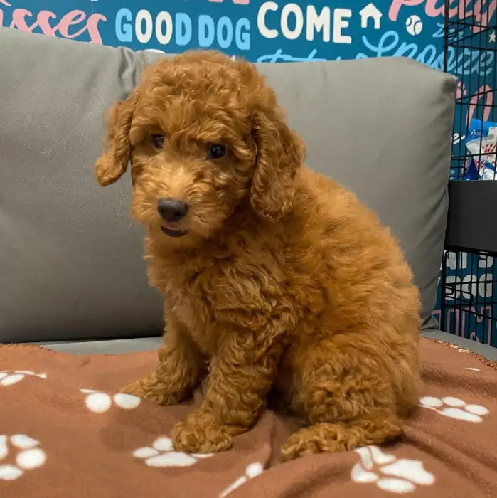 Male Mini Goldendoodle 2nd Gen Puppy for Sale in Charlotte, NC