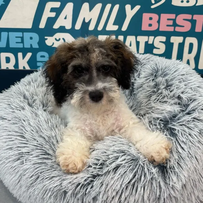 Male Mini Sheepadoodle 2nd Gen Puppy for Sale in Charlotte, NC image