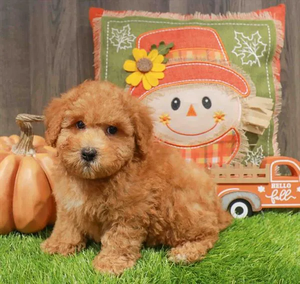Bichapoo image