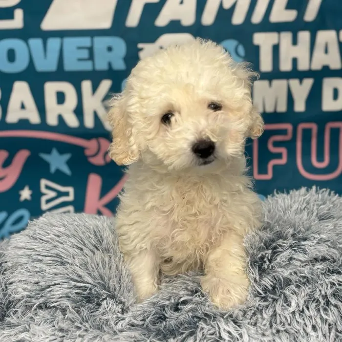 Male Bichapoo Puppy for Sale in Charlotte, NC