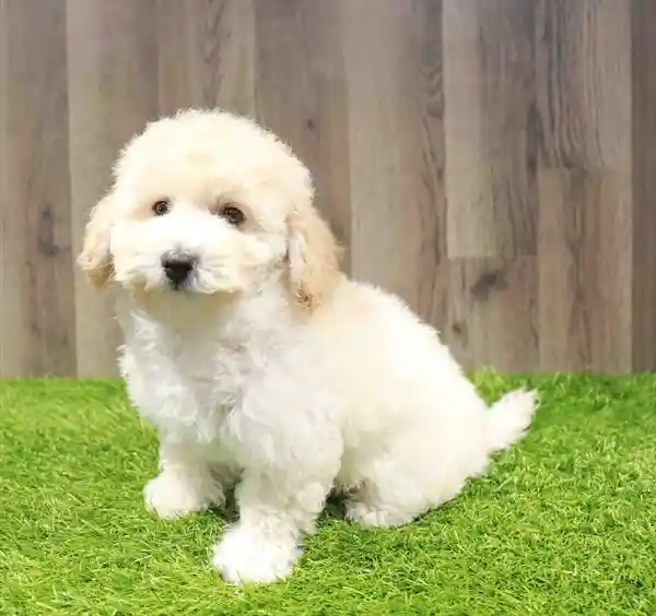 Bichapoo image