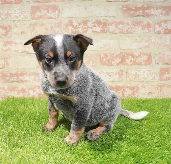 Blue Heeler image