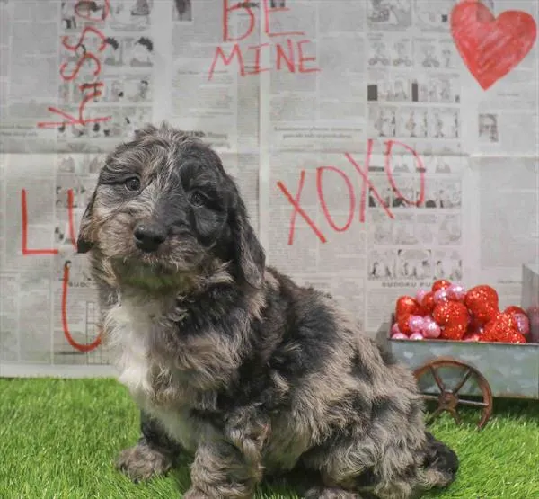 Mini Goldendoodle 2nd Gen image