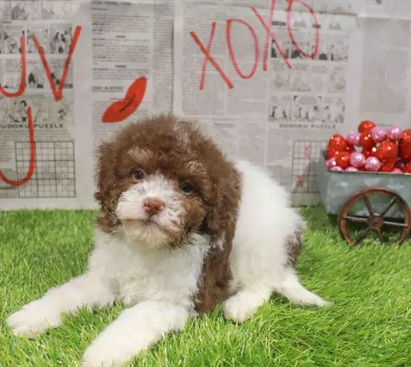 3517_26607-03_94390-1_e51e802d-cbea-4ce5-9186-52dc1ec638a7.jpg image