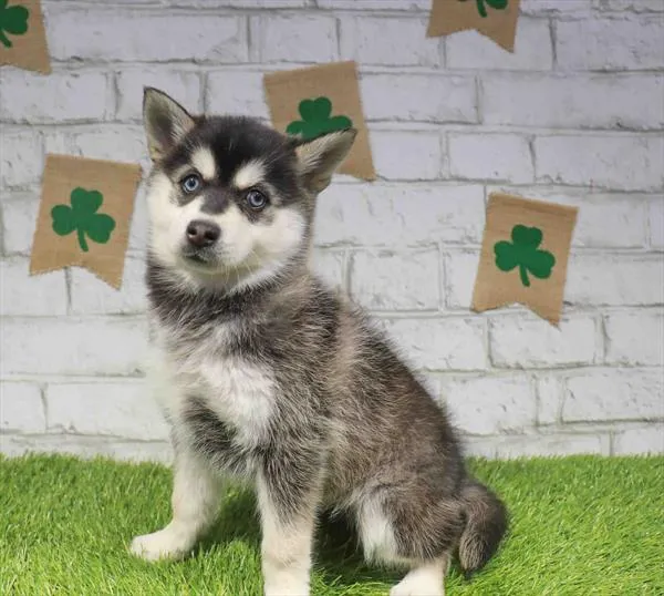 Alaskan Klee Kai image