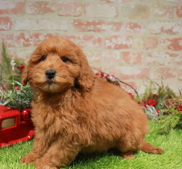 Mini Goldendoodle 2nd Gen image